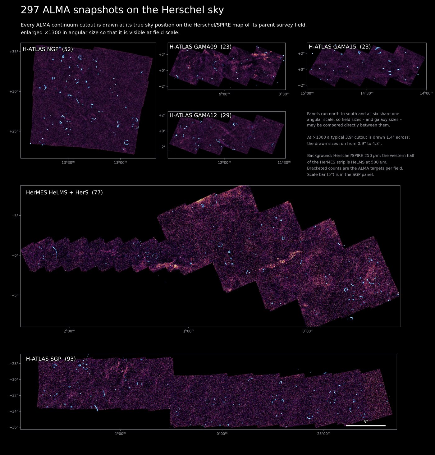 ALMA snapshots of lensed galaxies at their true positions on the Herschel survey fields